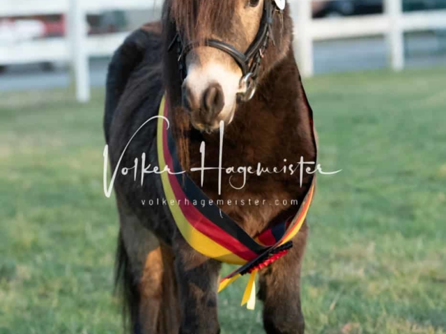 ZfdP Frühjahrskörung 15