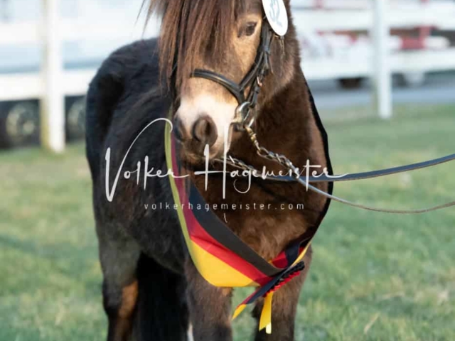 ZfdP Frühjahrskörung 16