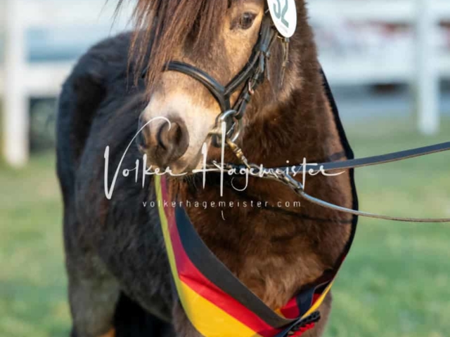 ZfdP Frühjahrskörung 17