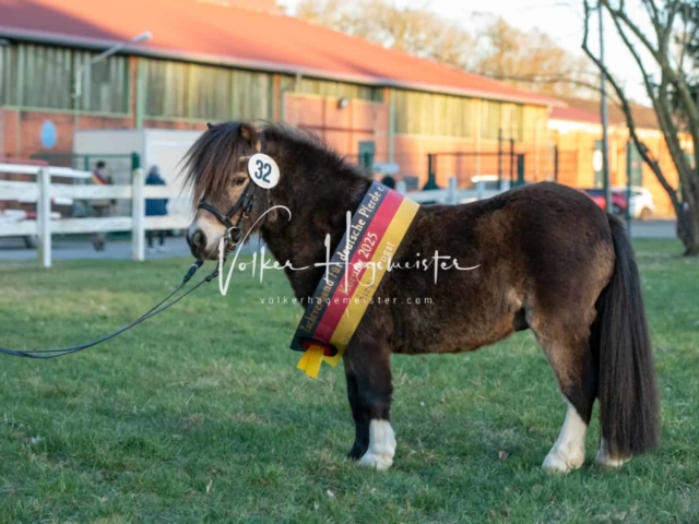 ZfdP Frühjahrskörung 18