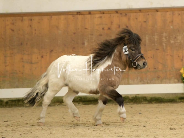 ZfdP Frühjahrskörung 20