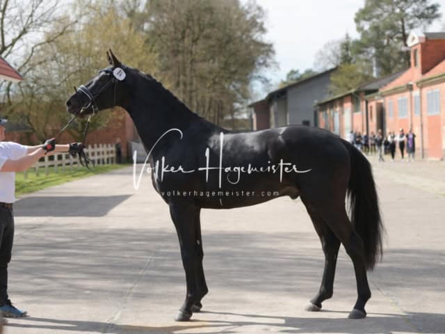 ZfdP Frühjahrskörung 25