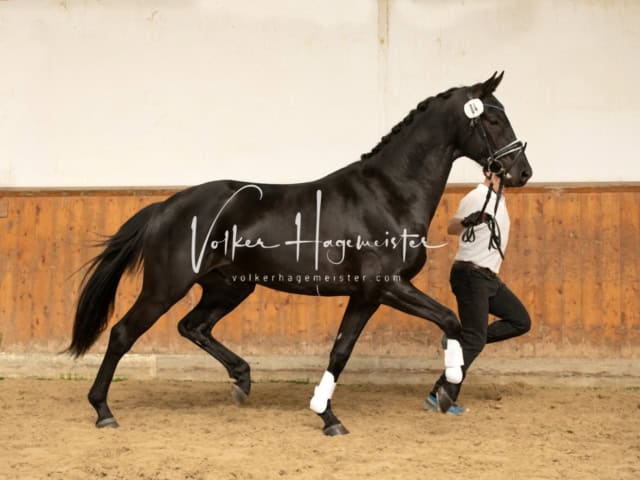 ZfdP Frühjahrskörung 26