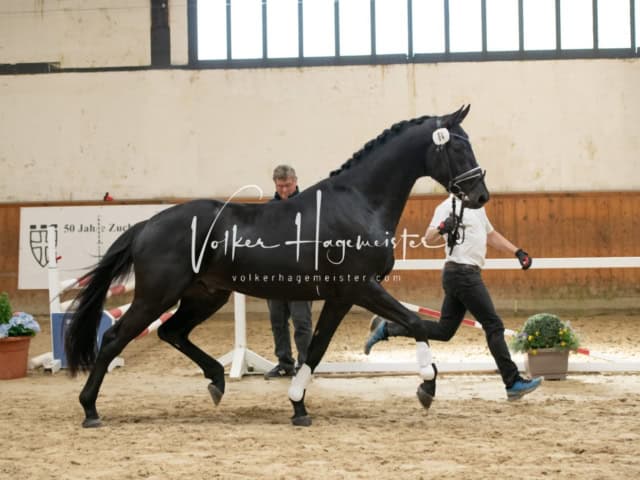 ZfdP Frühjahrskörung 27