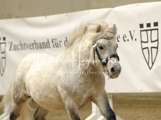 ZfdP Frühjahrskörung 29