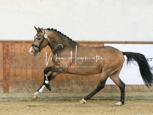 ZfdP Frühjahrskörung 5