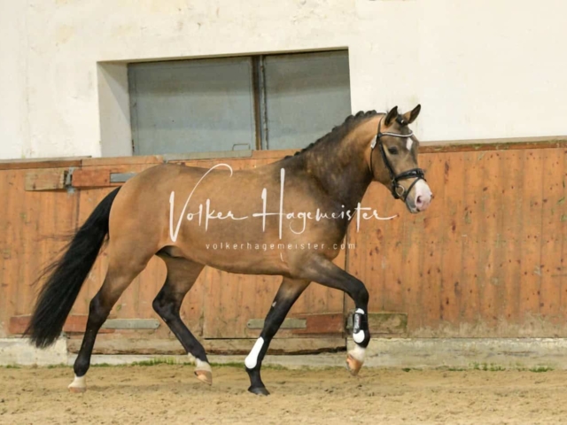 ZfdP Frühjahrskörung 6