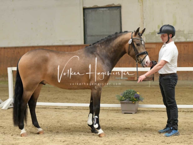 ZfdP Frühjahrskörung 2