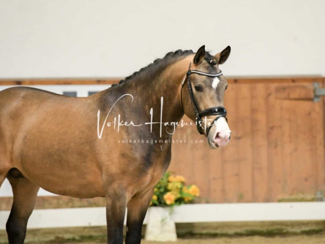 ZfdP Frühjahrskörung 3