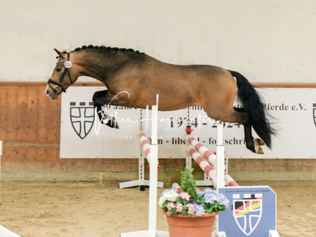 ZfdP Frühjahrskörung 4