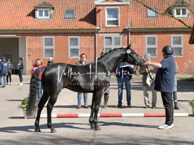 ZfdP Frühjahrskörung 7