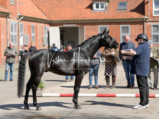 ZfdP Frühjahrskörung 8