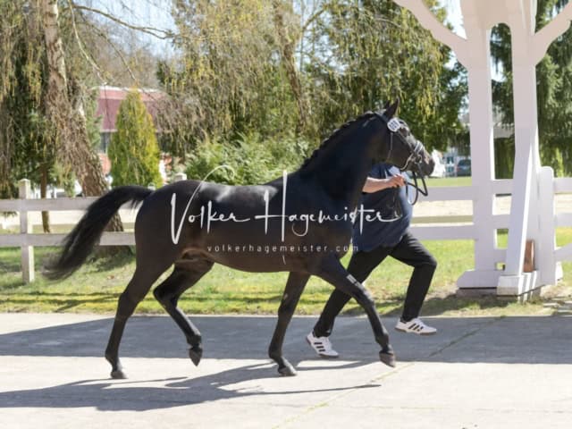 ZfdP Frühjahrskörung 9