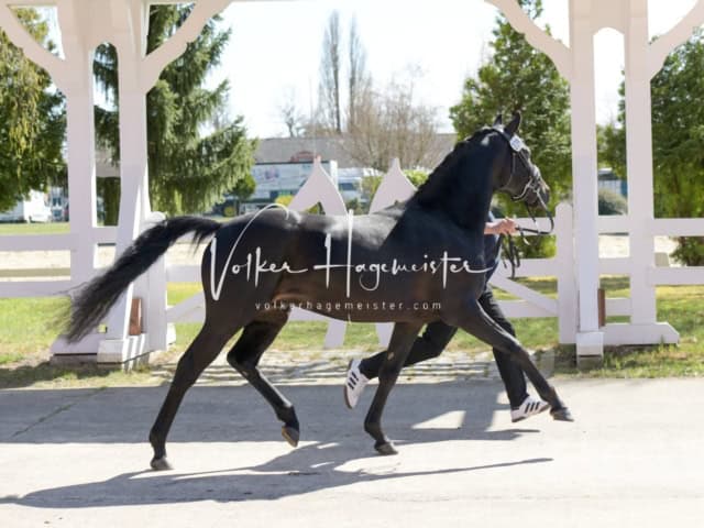 ZfdP Frühjahrskörung 10