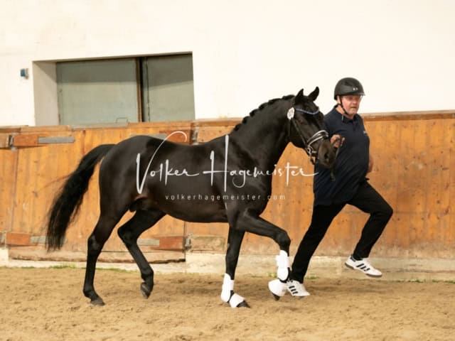 ZfdP Frühjahrskörung 11