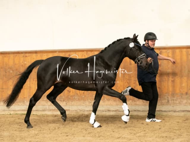 ZfdP Frühjahrskörung 12