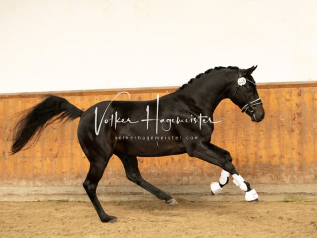 ZfdP Frühjahrskörung 13