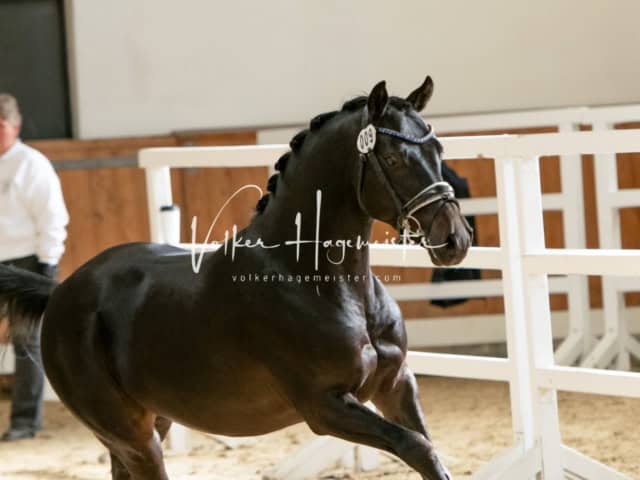 ZfdP Frühjahrskörung 14