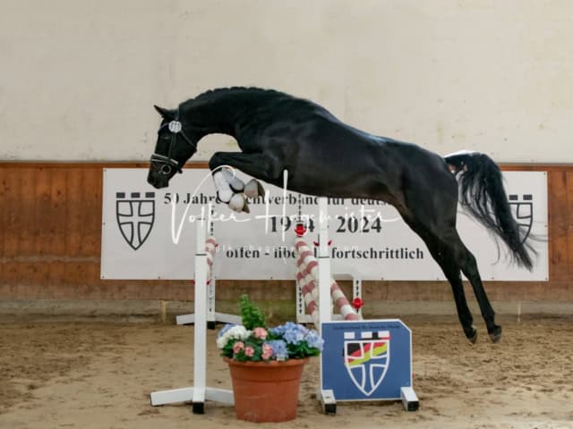 ZfdP Frühjahrskörung 15