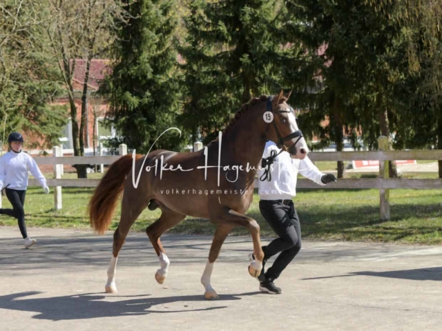 ZfdP Frühjahrskörung 17