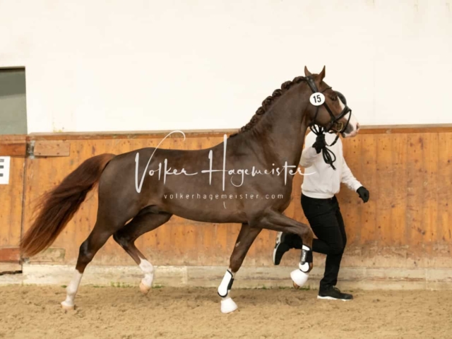 ZfdP Frühjahrskörung 19