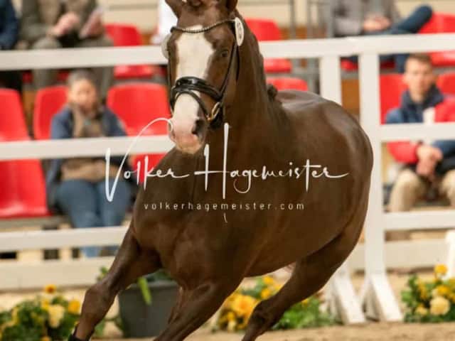 ZfdP Frühjahrskörung 20