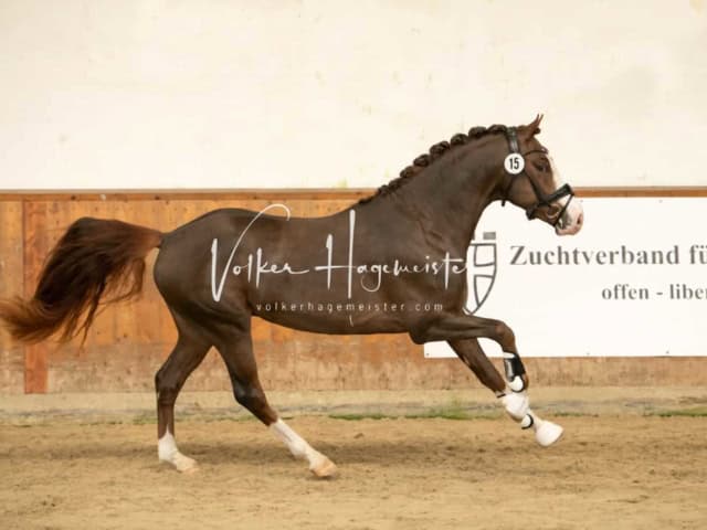 ZfdP Frühjahrskörung 21