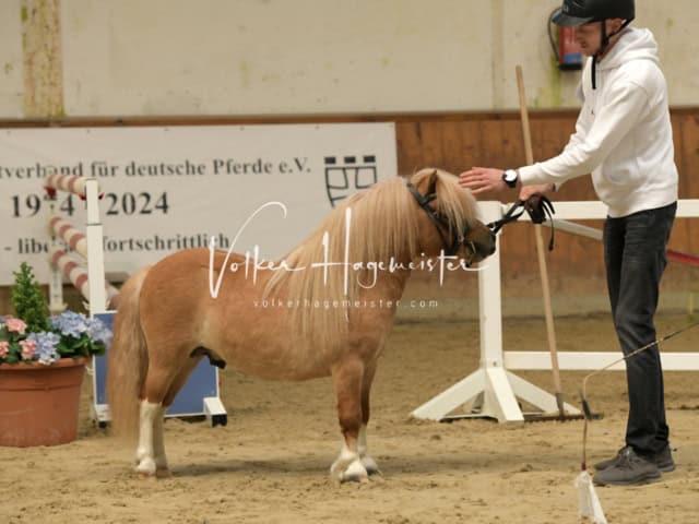 ZfdP Frühjahrskörung 23