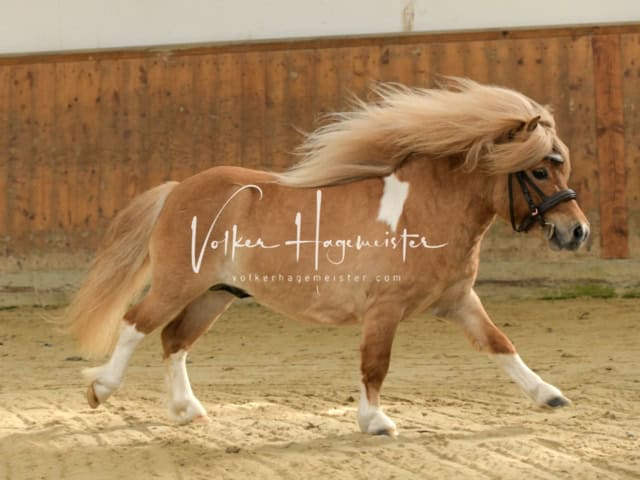 ZfdP Frühjahrskörung 24