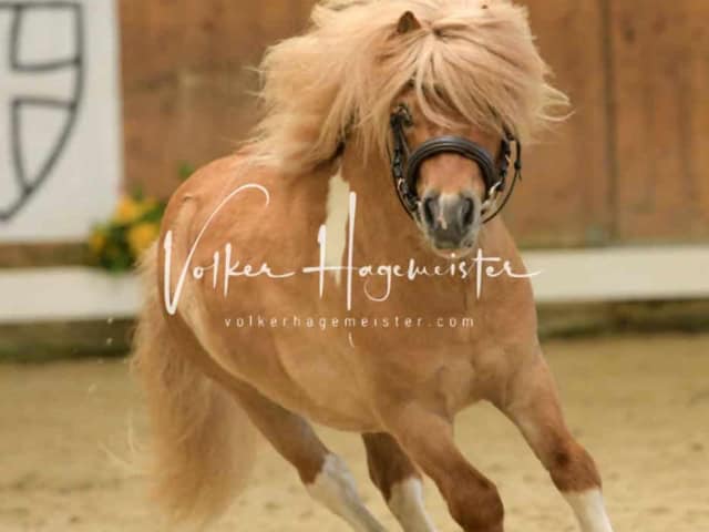 ZfdP Frühjahrskörung 25