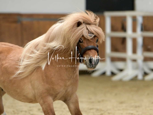 ZfdP Frühjahrskörung 26