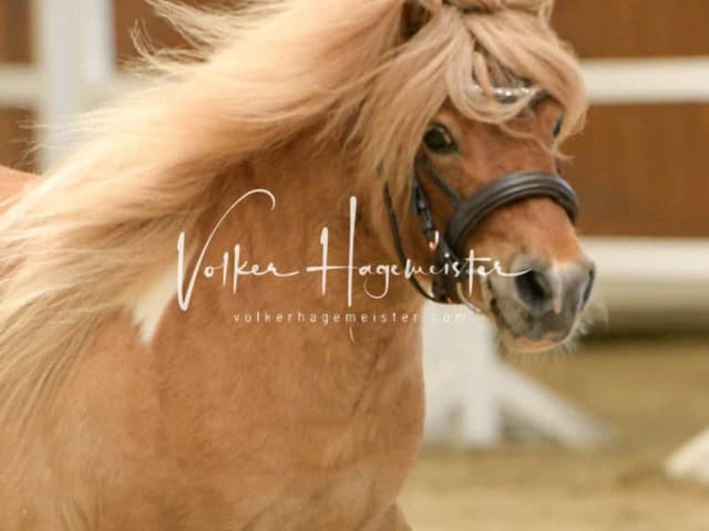 ZfdP Frühjahrskörung 27