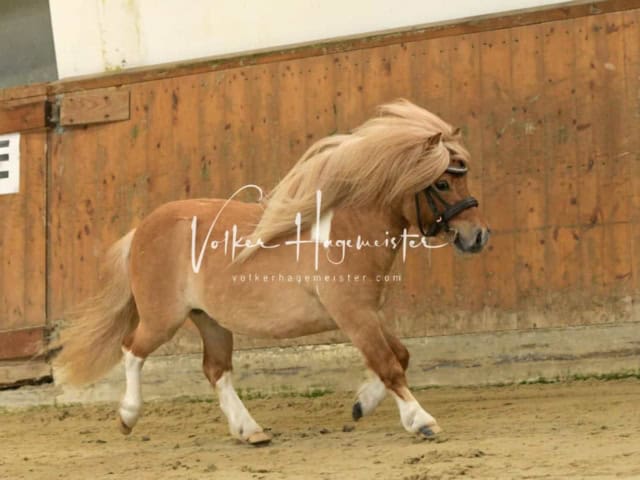 ZfdP Frühjahrskörung 29