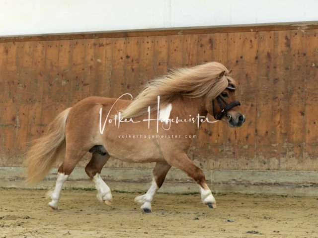 ZfdP Frühjahrskörung 30