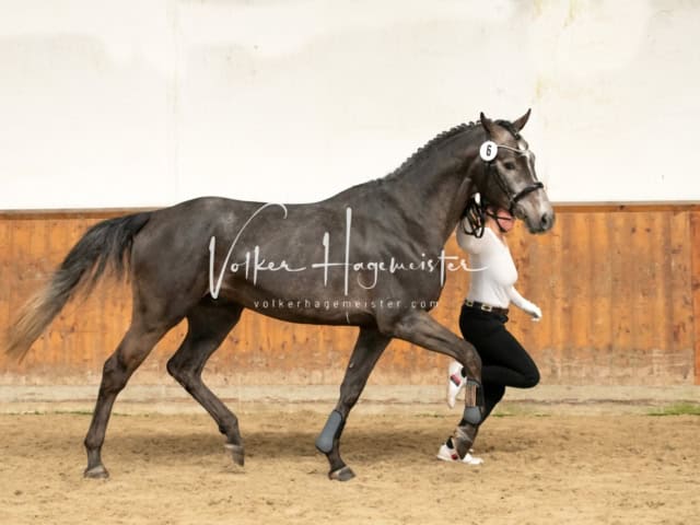 ZfdP Frühjahrskörung 2