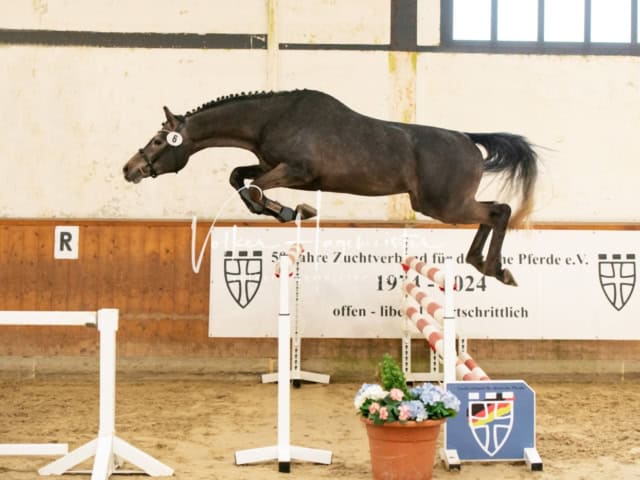 ZfdP Frühjahrskörung 3