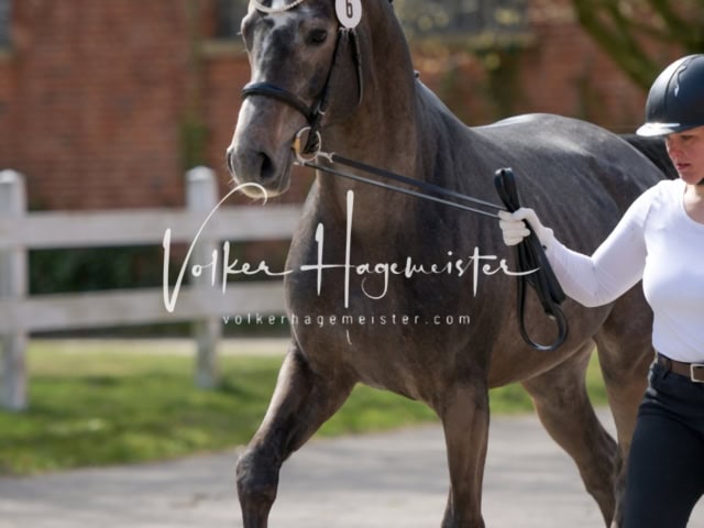 ZfdP Frühjahrskörung 4