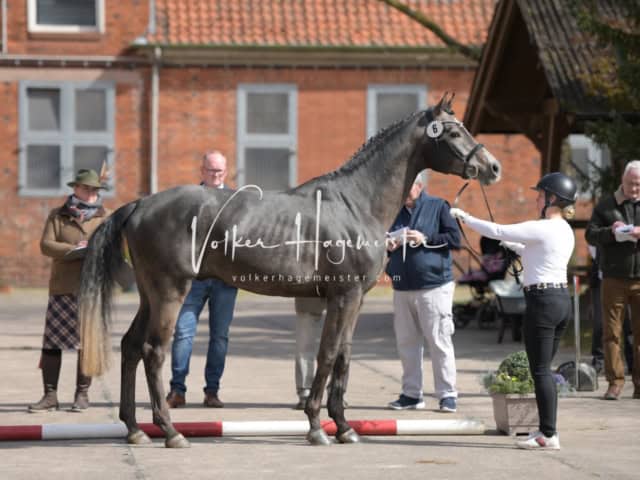 ZfdP Frühjahrskörung 5