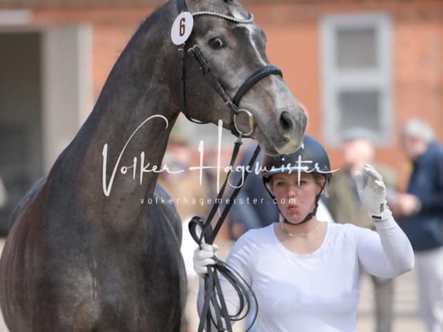 ZfdP Frühjahrskörung 6