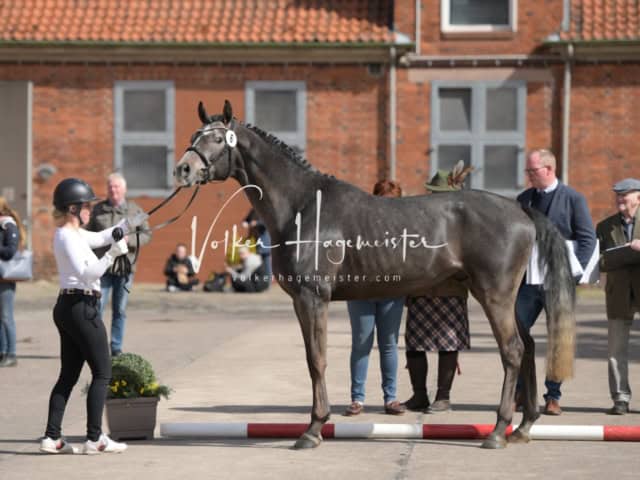 ZfdP Frühjahrskörung 7