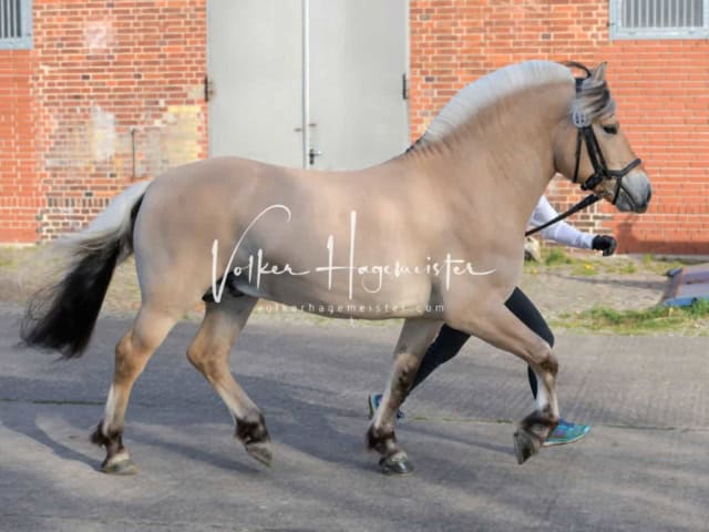 ZfdP Frühjahrskörung 8