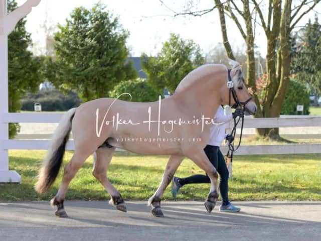 ZfdP Frühjahrskörung 9