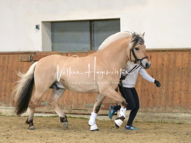 ZfdP Frühjahrskörung 10