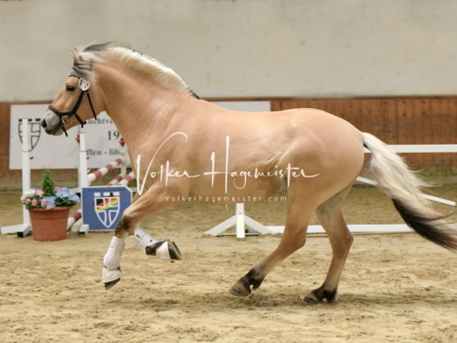 ZfdP Frühjahrskörung 11