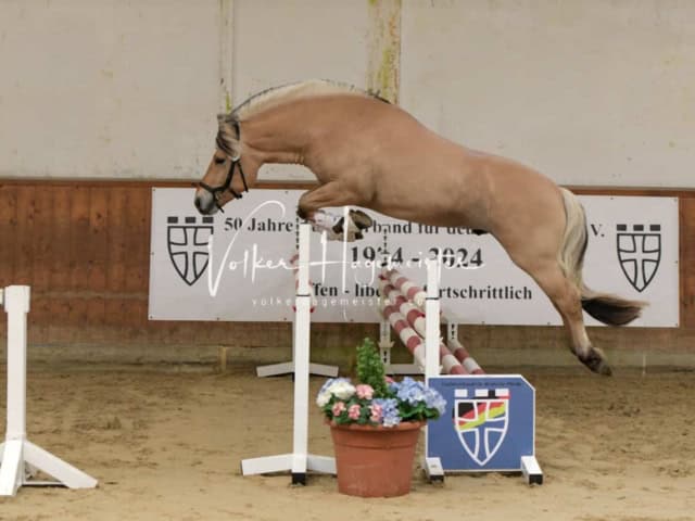 ZfdP Frühjahrskörung 13