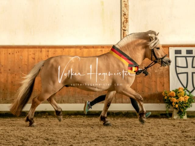 ZfdP Frühjahrskörung 14