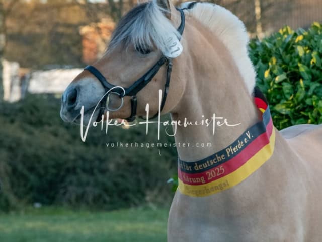 ZfdP Frühjahrskörung 15