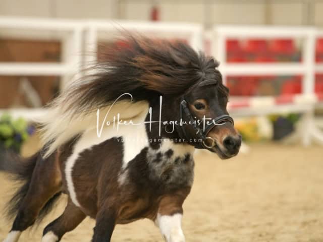 ZfdP Frühjahrskörung 18