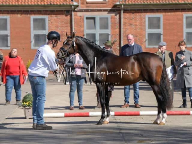 ZfdP Frühjahrskörung 22