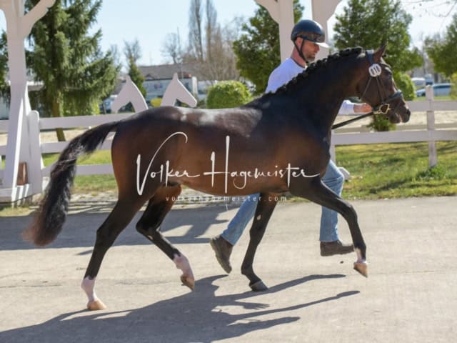 ZfdP Frühjahrskörung 23